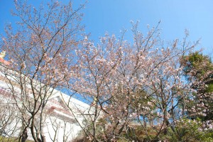 20140328桜情報　見ごろを迎えました！ (1)